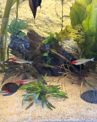 8 Petitelle Georgiae pesci d'acquario