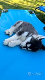 Cucciola husky