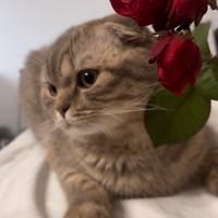 Scottish Fold per monta