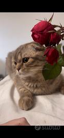 Scottish Fold per monta