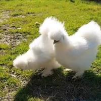 Gallina Moroseta bianca