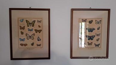 Stampa Farfalle "Histoire Naturele Papillons "
