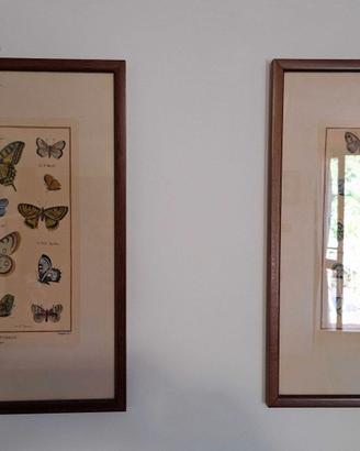 Stampa Farfalle "Histoire Naturele Papillons "
