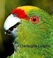 Kakariki fronte gialla (AURICEPS)