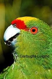 Kakariki fronte gialla (AURICEPS)