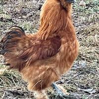 Giovane gallo - MOROSETA - fulvo