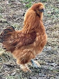 Giovane gallo - MOROSETA - fulvo