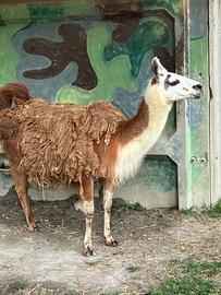 Lama Maschio 5 anni