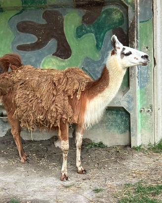 Lama Maschio 5 anni