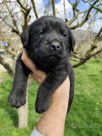 Labrador neri e miele