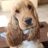 Cocker spaniel inglese