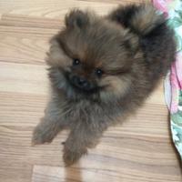 Volpino pomerania nano