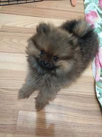 Volpino pomerania nano