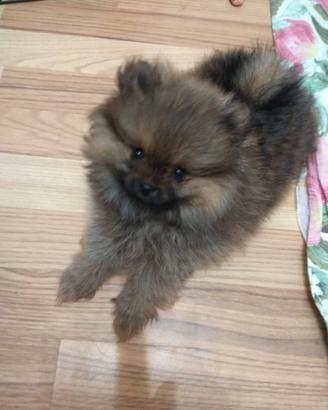 Volpino pomerania nano