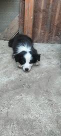 Border collie