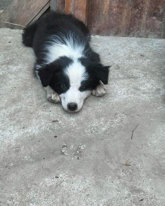 Border collie