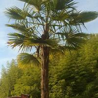 Palma (Chamaerops Excelsa - Trachycarpus Fortunei)
