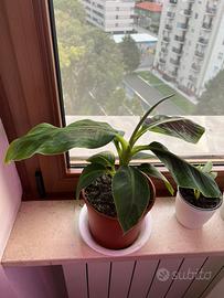 Banano Nano o Musa Dwarf Cavendish