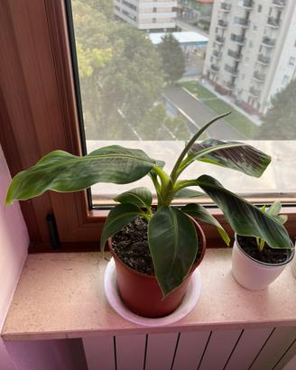 Banano Nano o Musa Dwarf Cavendish