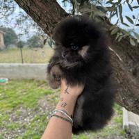 Cuccioli di Pomerania Spiz
