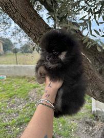 Cuccioli di Pomerania Spiz