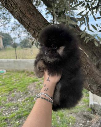 Cuccioli di Pomerania Spiz