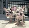 cuccioli-bulldog-francese-blu-e-merle-m-e-f