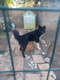 Cane maschio in adozione
