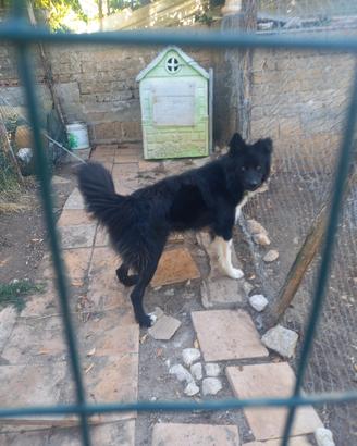 Cane maschio in adozione