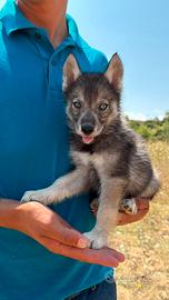 Siberian husky con pedigree ENCI