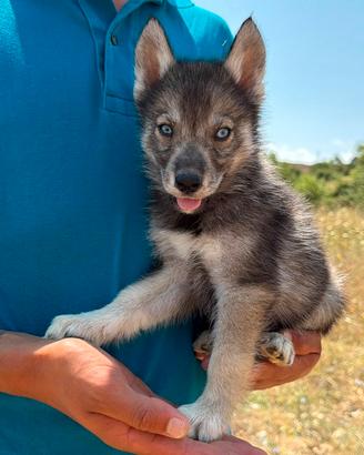 Siberian husky con pedigree ENCI
