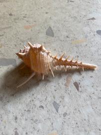 Conchiglia da collezione