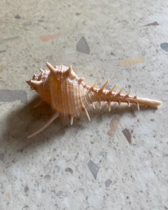 Conchiglia da collezione