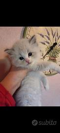 Ragdoll pedigree