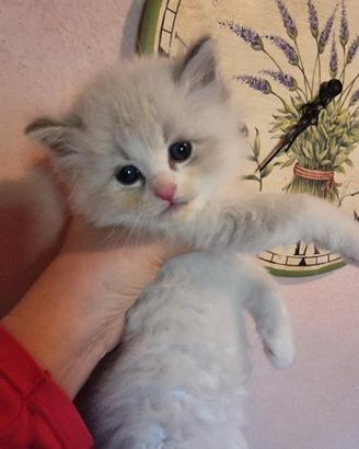 Ragdoll pedigree