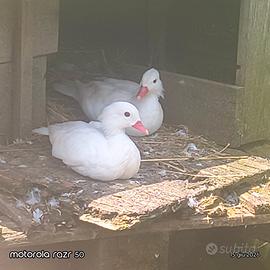 Animali