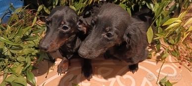 Bassotti di PURA RAZZA