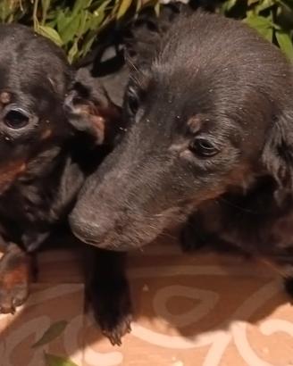 Bassotti di PURA RAZZA