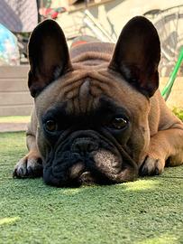 Bulldog francese maschio stallone