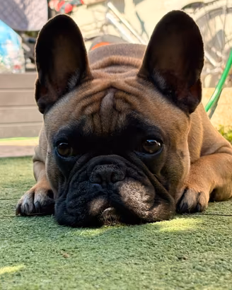 Bulldog francese maschio stallone