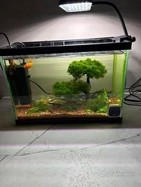 Acquario ciano 15 litri