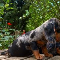 Cuccioli di bassotto tedesco kaninchen ,bassottini