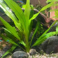 Piante acquario