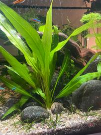Piante acquario
