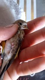 Cardellino