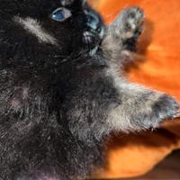 Cucciolo maschio spitz