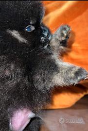 Cucciolo maschio spitz