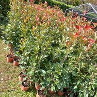 Photinia 