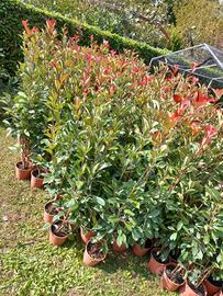 Photinia 