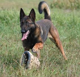 Cuccioli pastore belga malinois